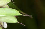 Lemon beebalm